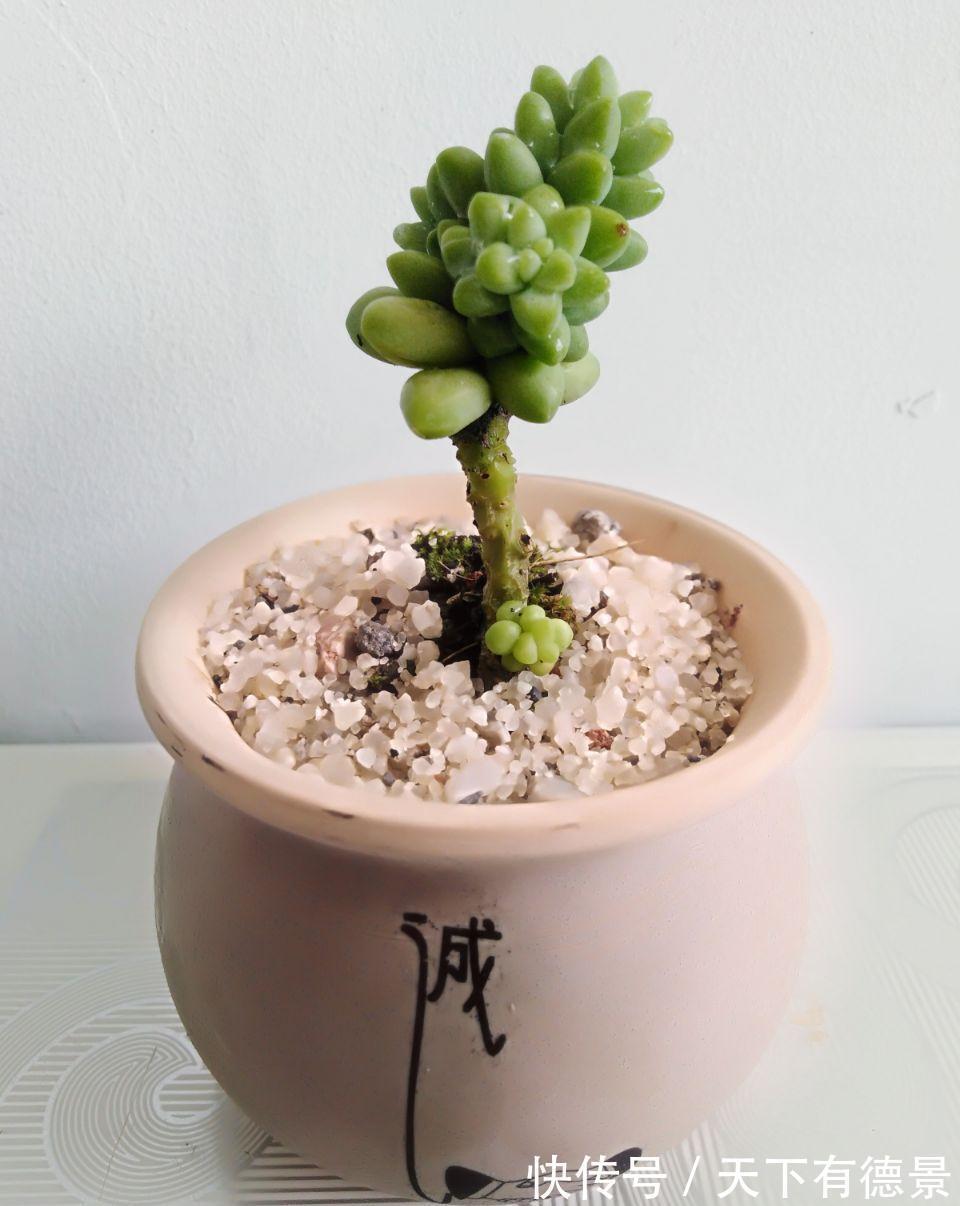 多肉狠心剃个头,呼呼长满小肉芽,20天就爆盆