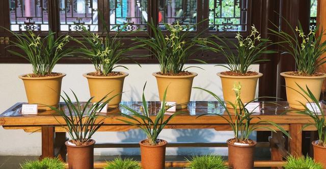 施肥|夏季养兰花要慎重,分清楚养护工作上的事,什么该做,什么不该做