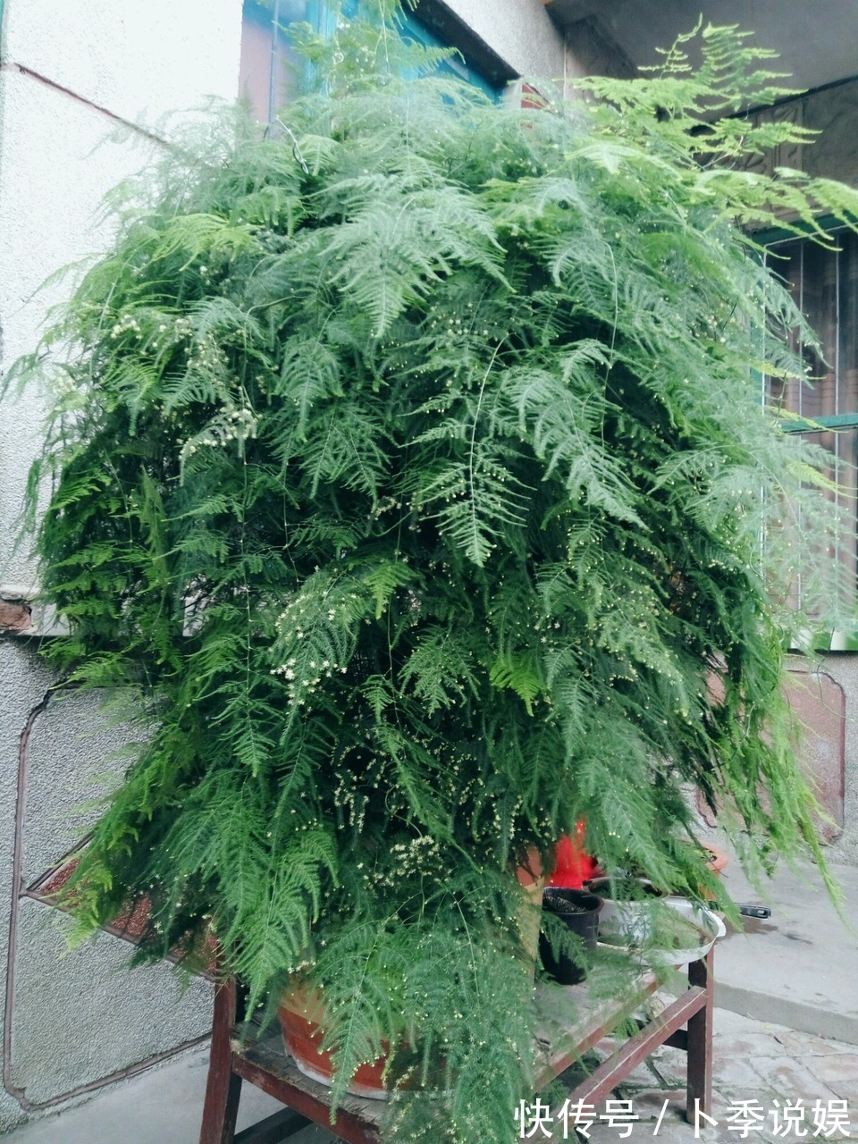 张大爷家文竹养6年,长到1米5,变成粗壮、翠绿盆栽,年年开花