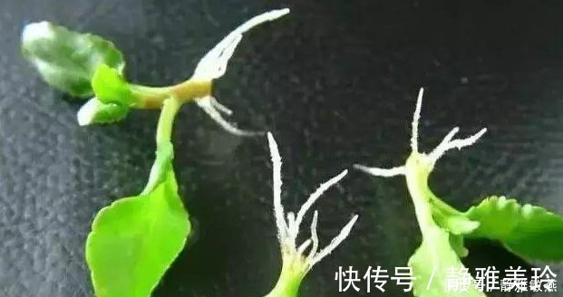 家中养花,这5毛钱的小东西别乱丢,能让花蹿到2米高,你知道了吗