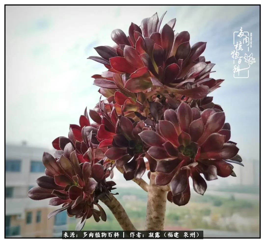 喜欢养肉,喜欢赏肉,更喜欢拍,如此怎能不掉肉坑