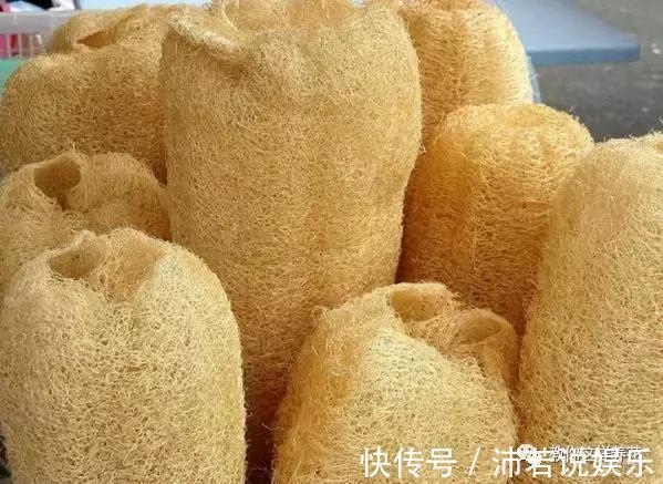 松果|君子兰肥到流油,长寿花开不断,原来他用了1个小方法!