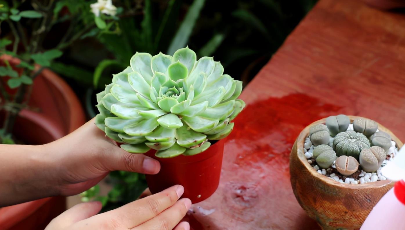 地方|天气渐热,盆栽多肉这3地方该小心了,不然度夏难、化水易