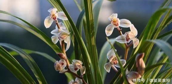 根系|兰花土加“一料”,不烂根不空根,7天蹭蹭冒笋,独苗变层叠群兰!