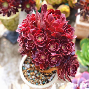 多肉养成老桩并不难,做好3件事,一年就能长出型