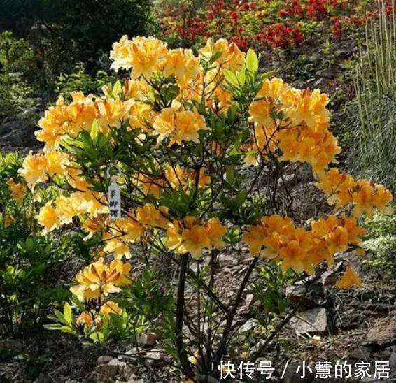 “美丽有毒”的植物，快来认识11种“毒花毒果”，不吃亏不上当