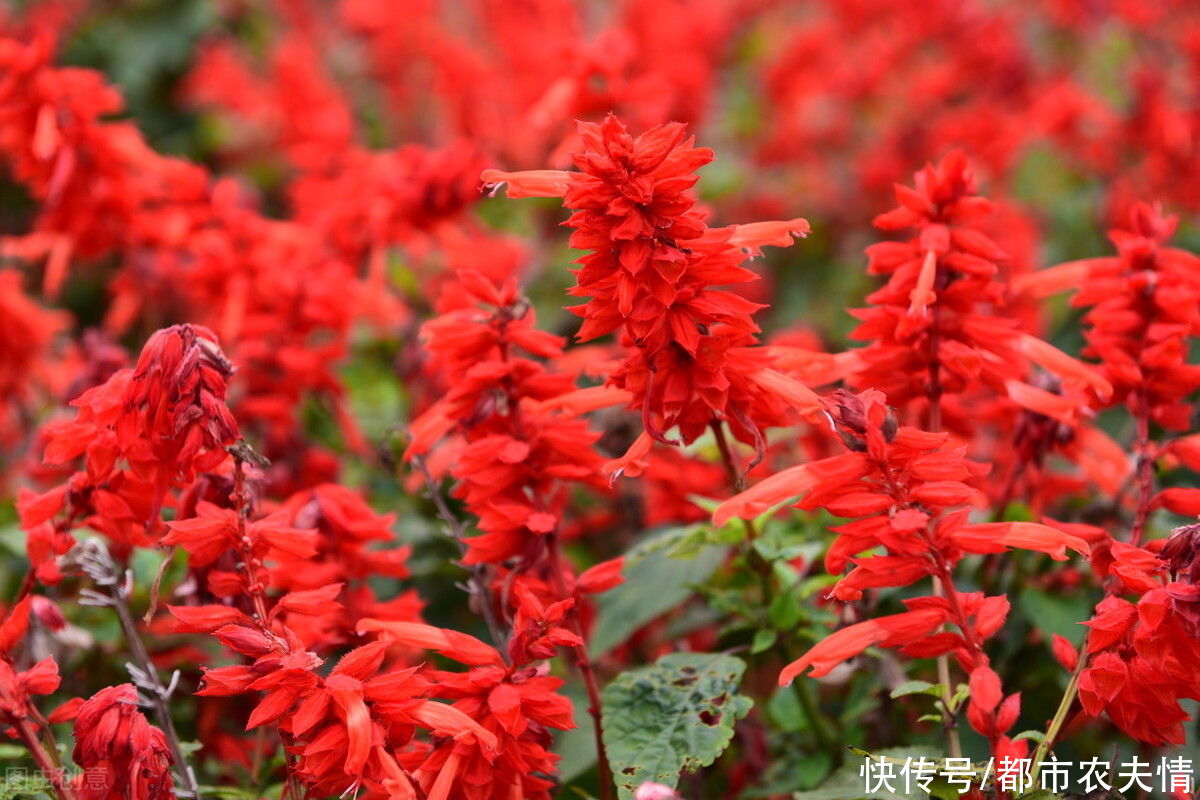  必备|居家养花必备常识：花卉对光照的要求严格吗