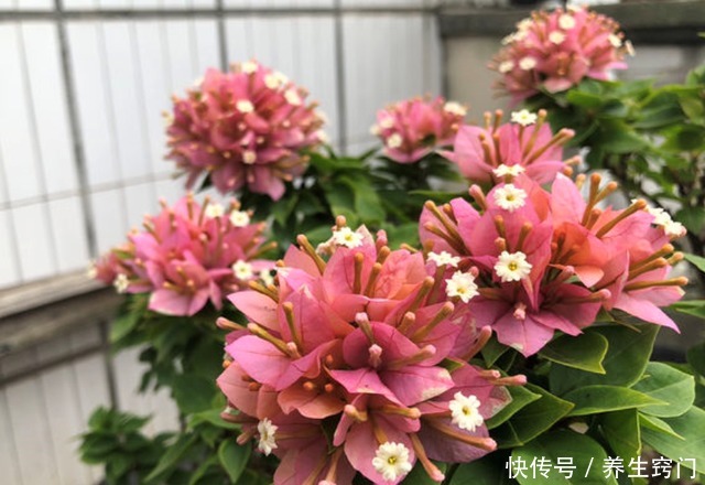 三角梅开完一茬花,如何操作让它花开二次三次小花匠教你个诀窍!