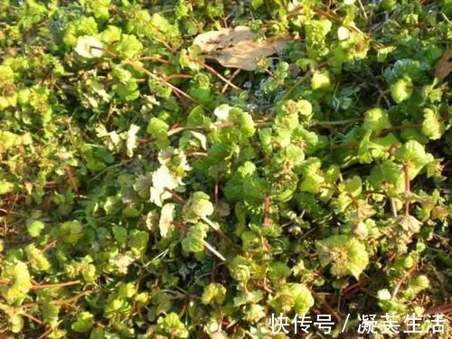 消肿解毒|农村的一种外形奇特的野草,清热利湿、消肿解毒,对高血压有疗效