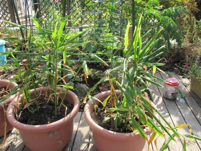 花盆|厨房吃剩的“2种菜”,随手丢盆里,秋天收获一大盆,太惊喜了