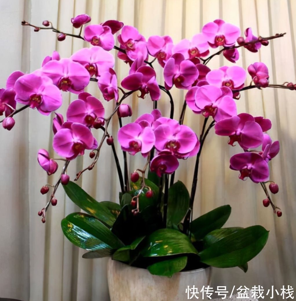 4种花“怕冷”,温度一低就黄叶落花,挪进室内是关键