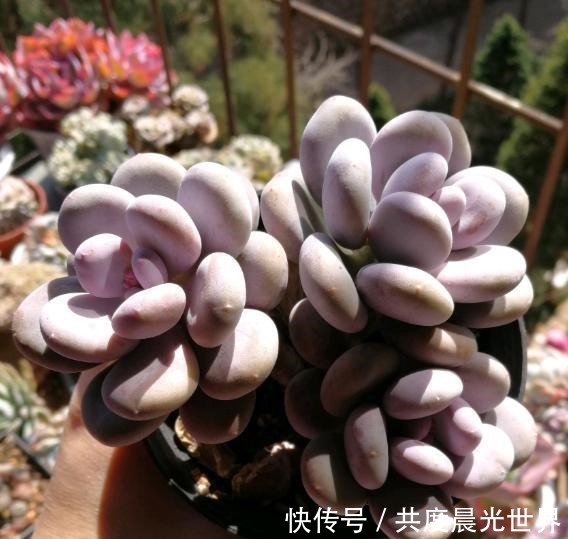 浇水|花友硬生生把“普货”桃美人养出“贵货”的状态，离不开这5点！