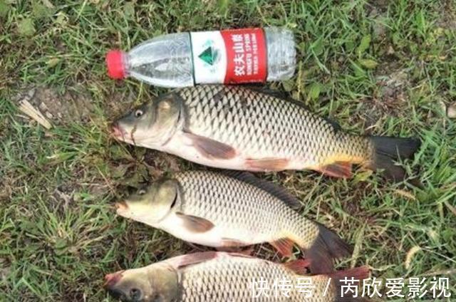 轻麸|不打窝怎么钓好鱼?老司机直言:按我说的做,一支竿都钓不过来