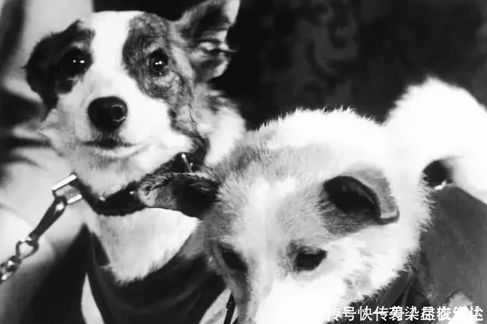 人类 苏联曾把一只三岁小狗送进太空,63年了,如今还在地球轨道流浪