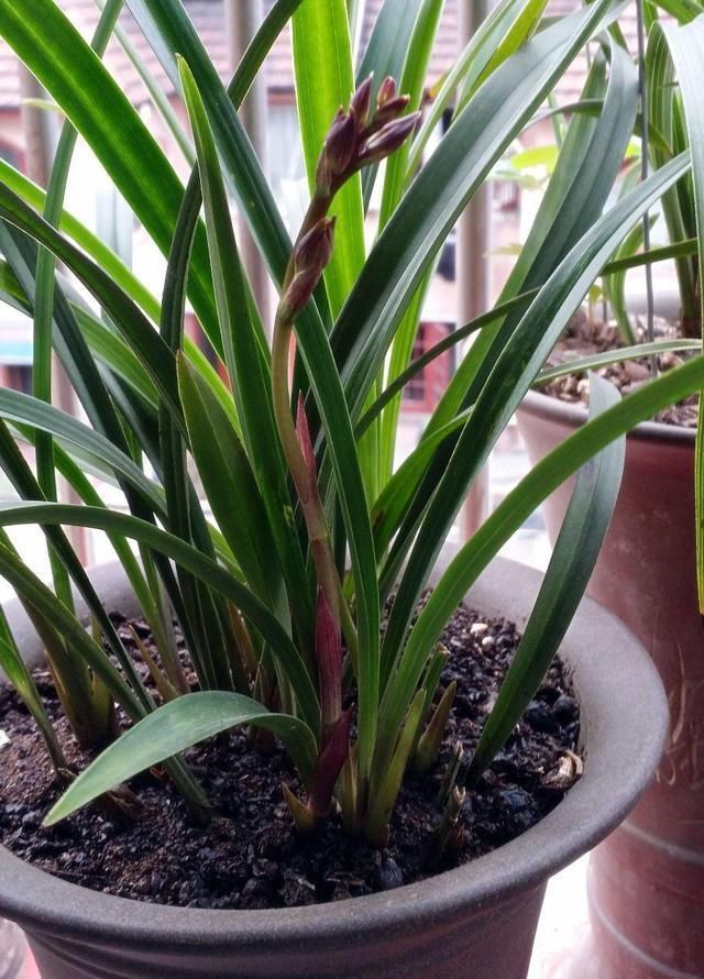 富山奇蝶|能开三季的兰花就是这种,开花优雅有香气,不娇气好养