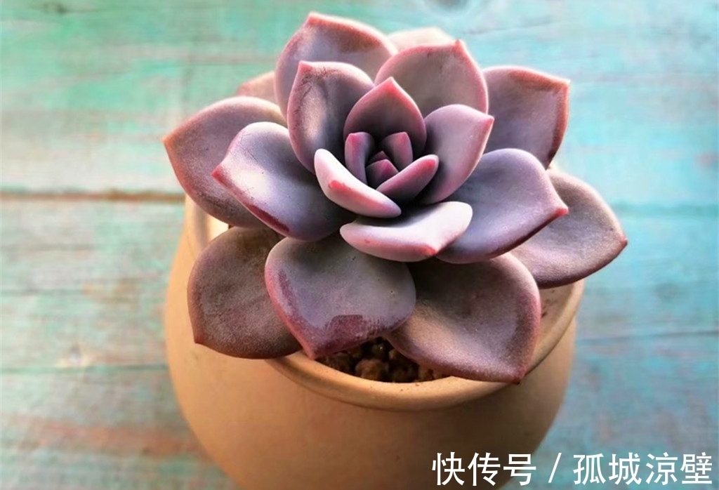 当气质出尘的雪莲遇上它们,就有了风姿各异的多肉,看看你有哪种