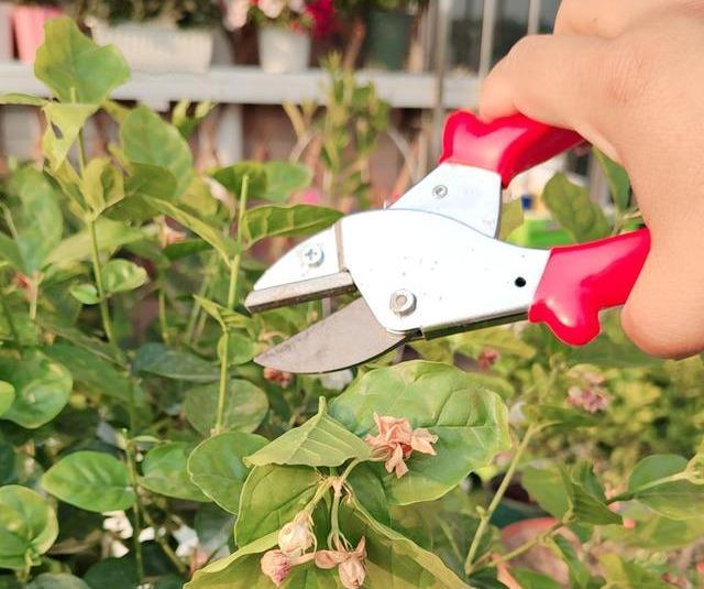 7种“娇气花”,10度还不拿屋里去,几天就冻死,只剩空花盆