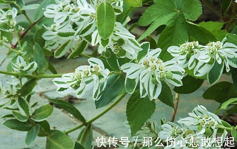 数据库|漂亮的有毒花，认识20种“大毒花”，涨知识不吃亏