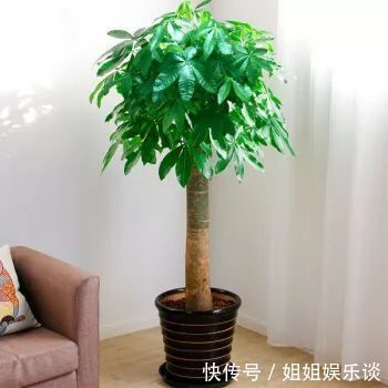 喷洒|给发财树喷一点小玩意,叶子翠绿发光,新芽新枝条蹭蹭冒