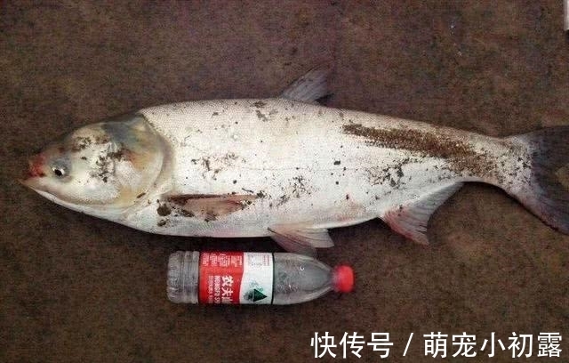 四大家鱼之一的鲢鱼,为什么不受老百姓待见,钓鱼人又如何对待?