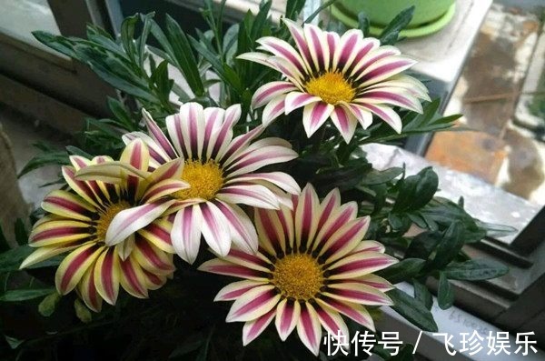 家居盆栽植物“新宠”,漂亮得像假花,一年四季花开,观赏价值高