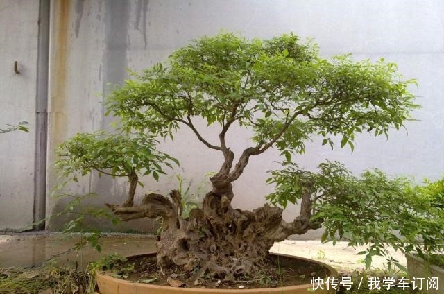 它野外常见,被牛羊摧残,能人将其搬回家中做成盆景,价值过万!