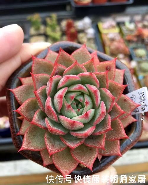 养多肉几天浇一次水?了解掌握几个要点,四季肥嘟嘟美美哒!