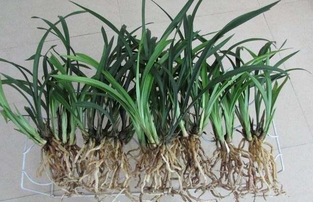 兰花|新网购来的兰花你知道如何上盆吗，上错盆立马死给你看