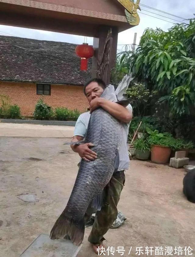 体型|安徽钓鱼人耗费近两千元打窝,钓起“茨河鱼王”,体型堪比成年人