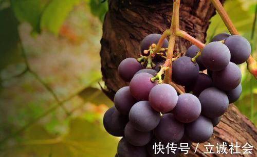 肝病|肝脏有问题的人,日常多吃此4物,能养肝护肝,或远离肝病