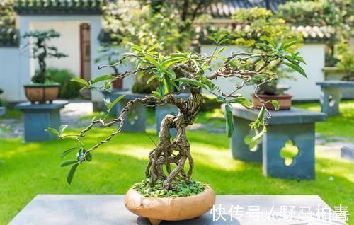 盆景|盆景树木叶片太大,3个控叶技巧,让叶片变小,尽显古朴苍老,不学可惜了
