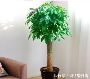 客厅养什么花好,这5种花不但好养易活,而且大气耐看还旺财!