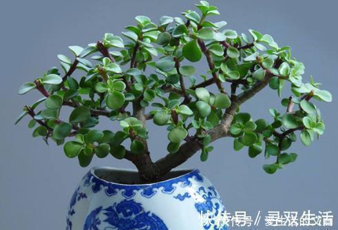 金枝玉叶剪根枝,插到土里就成活,1年长成小老桩,只需1个小技巧