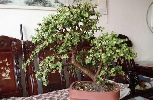 浇灌|养金枝玉叶要“有耐心”,知道这个小技巧,2年养成高颜值老桩