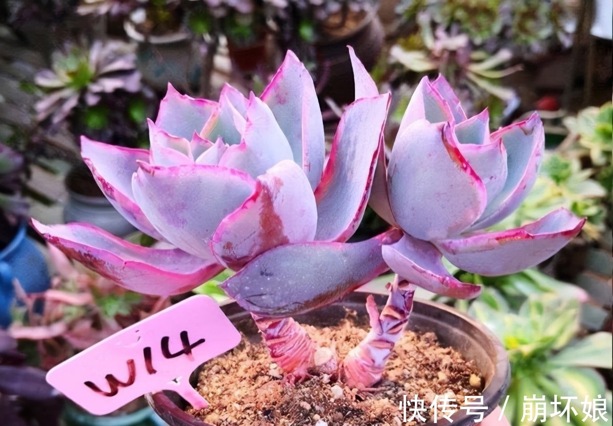 室内养多肉，这5款再漂亮也不选，上色真的是太难了