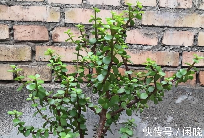 五种便宜花，越老越值钱，六年就成桩，身价翻番，可当“传家宝”