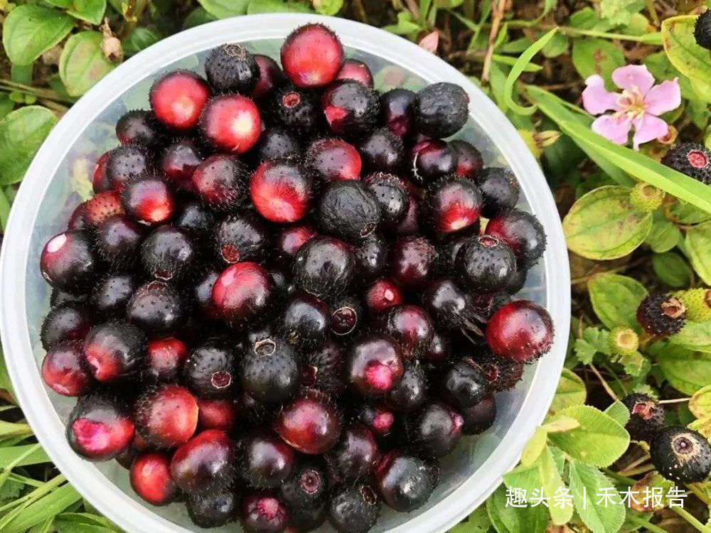 果实|浑身是刺，吃了舌头会变黑，却是高钙野果，如今市场30元一斤