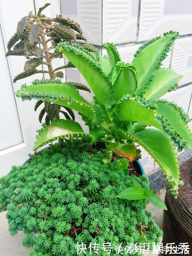 仙人球|家里养这5种花,怎么折腾也不死,养一盆爆一盆,懒人也合适