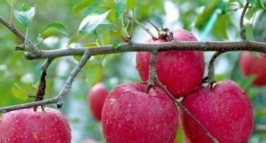 苹果|每日吃个苹果,能润肠通便、防癌,专家提醒:两个时间吃最好