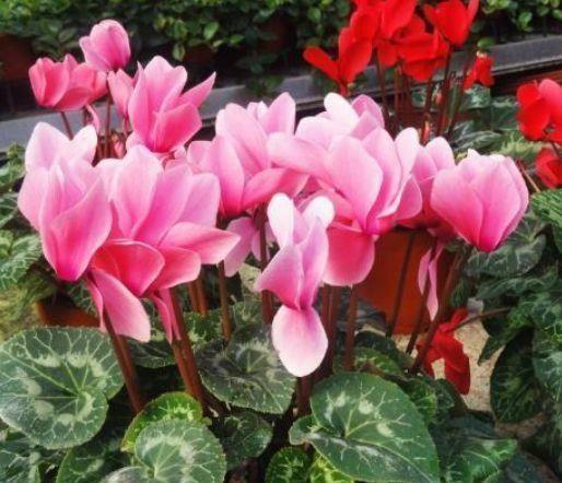 5种漂亮花,好养易活,花开不断,枝头窜满花苞,美