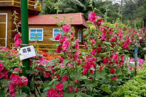 植物|此花才是真正的“长寿花”,1粒种子埋土里,一活就是50年