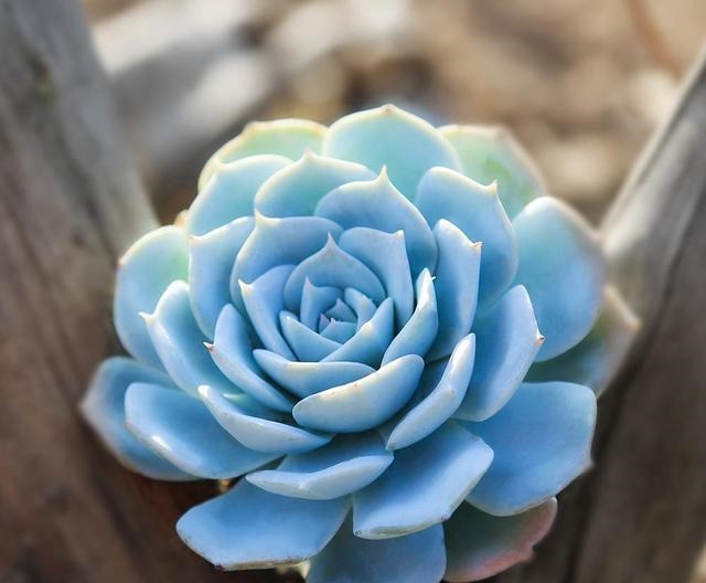 这“三多肉”不怕热,三伏天正常“补水施肥”,咕噜冒崽挤满盆