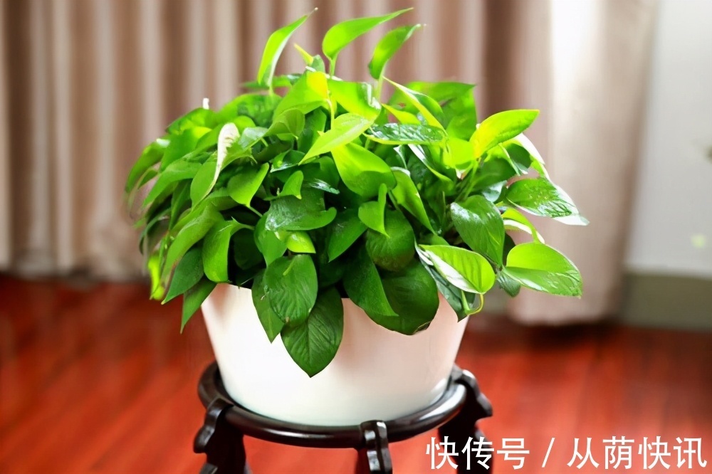 二氧化氮|6种花,能养人,高档大气有品味,越养越有“好身体”