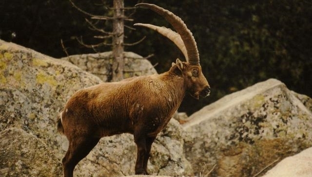 动物|一百年来,中国灭绝了多少动物?