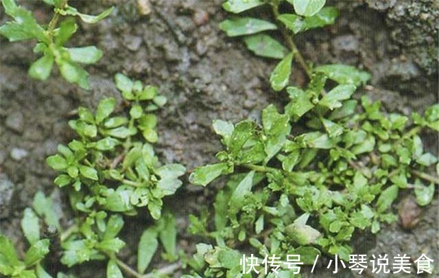 鸡鸭|这种野菜,鸡鸭都不吃,狗见了都发愁!却深得大家的喜爱!