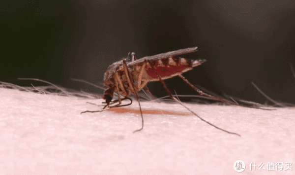 蚊虫|家住一楼二楼,想要住得更省事舒适,门窗应该怎样设计?