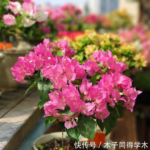 黄叶|栀子花三角梅,十有八九养不好?3个技巧,养成“花大树”