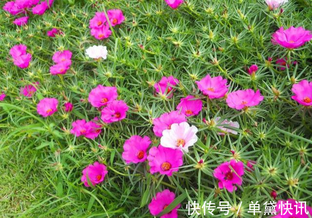 这5种花随便掐个枝就活,新手懒人花友千万别错过!