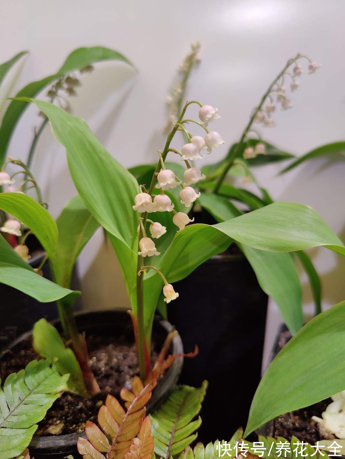 图鉴|100种常见花图鉴，图文并茂非常详细，收藏起来慢慢看