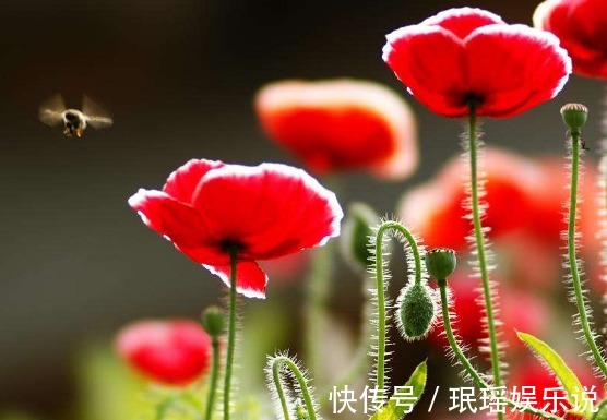 披针形|虞美人又叫丽春花,这种花可以镇咳、止泻、镇痛!中医很重视它